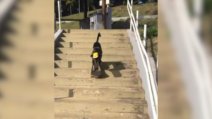 Cachorrinha impressiona ao descer escadaria de skate