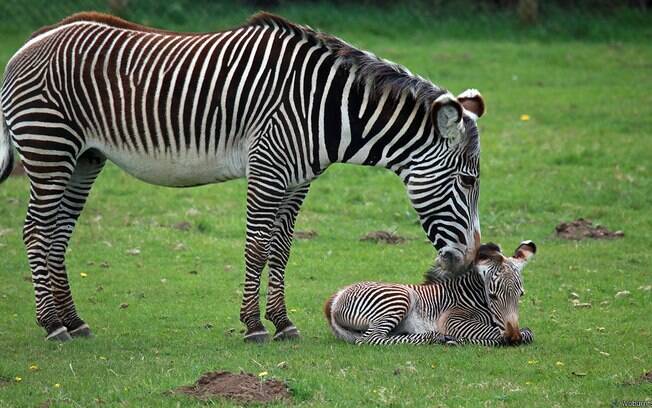 A zebra é um bicho preto com listras brancas ou branco com listras