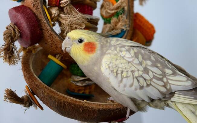 Os brinquedos para calopsita são importantes para uma boa saúde da ave