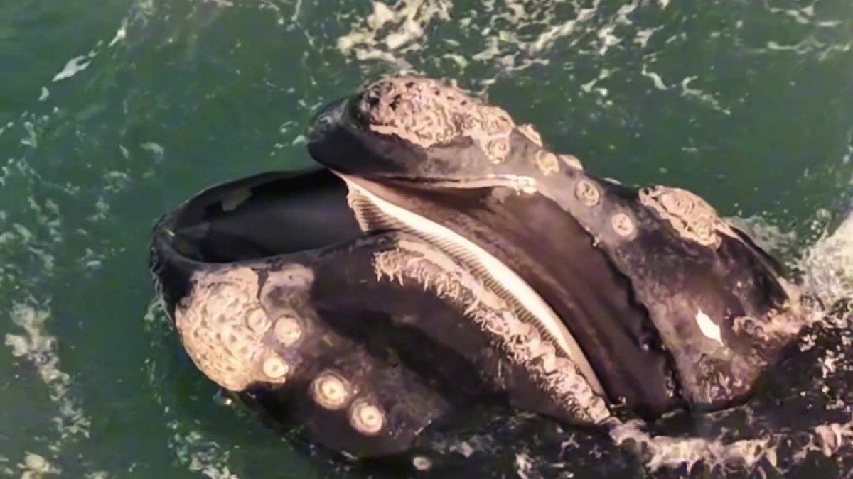 Drone captura imagem rara de baleia com a
boca aberta em SC - QTU Questões do Universo