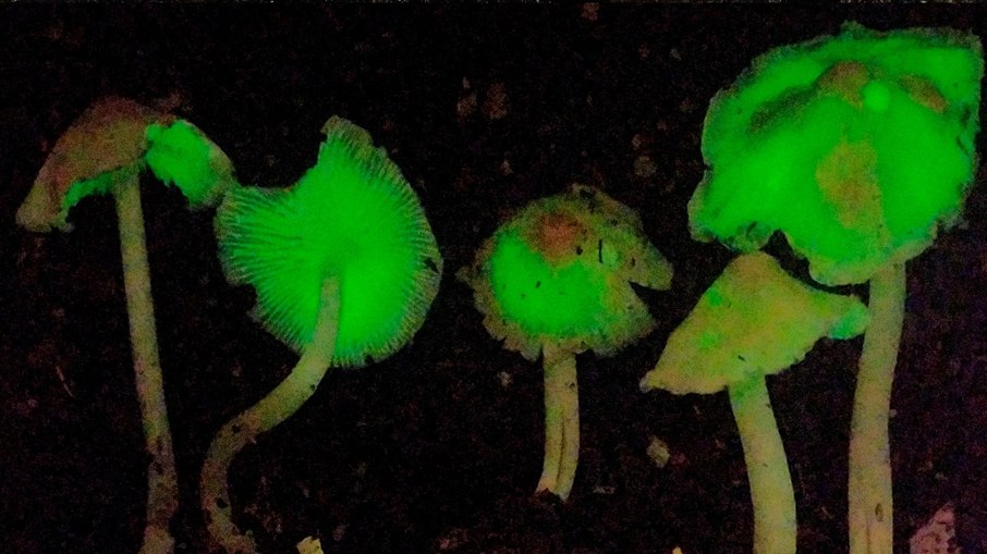 Fungo bioluminescente Mycena luciferina no escuro Fungo bioluminescente Mycena luciferina no escuro