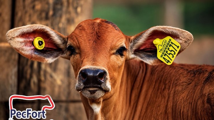 Do brete ao celular: PecFort aposta em tecnologia que automatiza a identificação animal e transforma o manejo no campo.