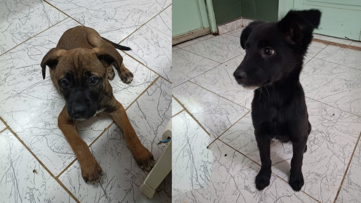 O Departamento de Bem-Estar Animal mantém atualmente 70 cães e gatos à espera de adoção responsável O Departamento de Bem-Estar Animal mantém atualmente 70 cães e gatos à espera de adoção responsável