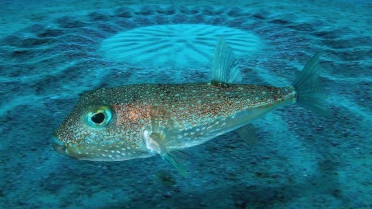 Peixe%20tenta%20impressionar%20f%C3%AAmea%20e%20cria%20mandalas%20incr%C3%ADveis%20