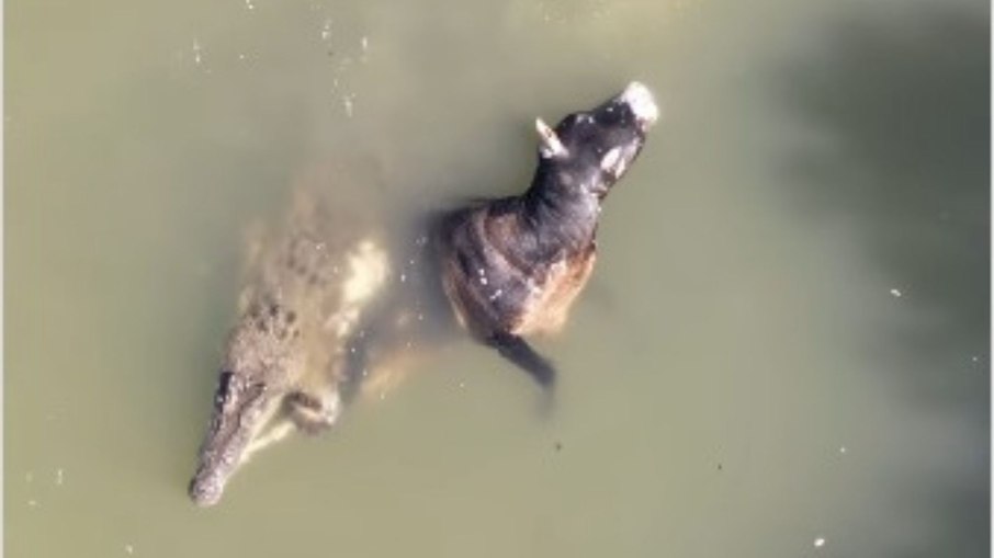Fotógrafo registra crocodilo gigante devorando vaca na Austrália