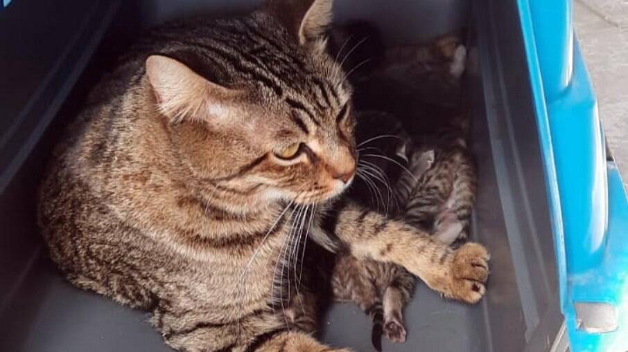 Gato de bengala chega a custar 7 mil reais. Gato de bengala chega a custar 7 mil reais.