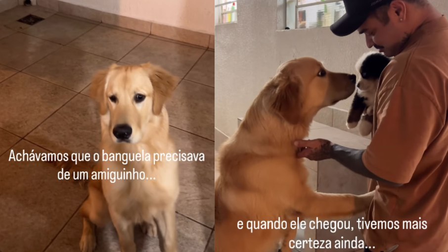 Golden recebendo seu irmão mais novo
