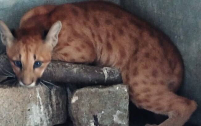 Bosque de Campinas realiza curso de resgate de fauna silvestre