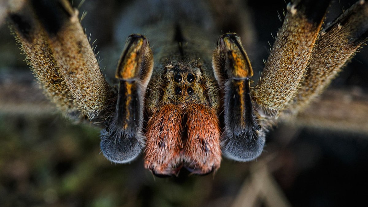 Aranha armadeira é uma das mais perigosas do Brasil