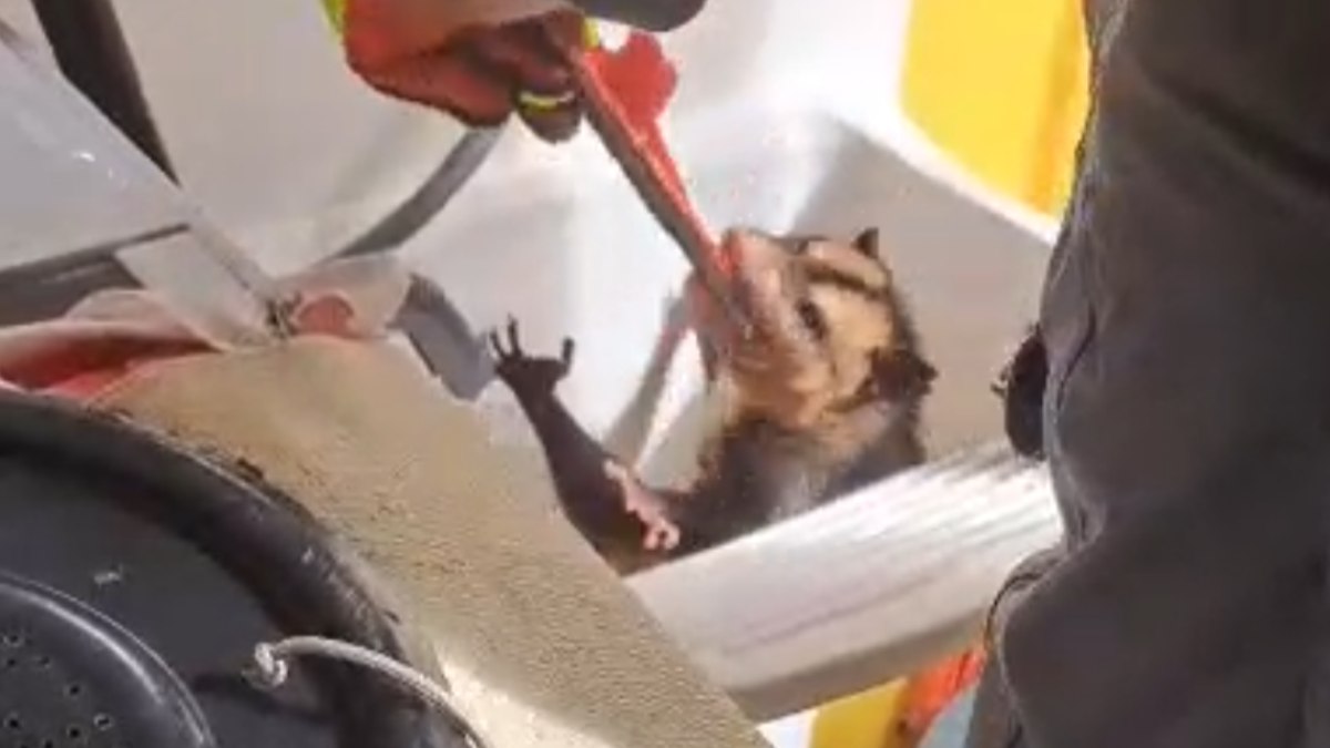 Saruê na pia Saruê na pia