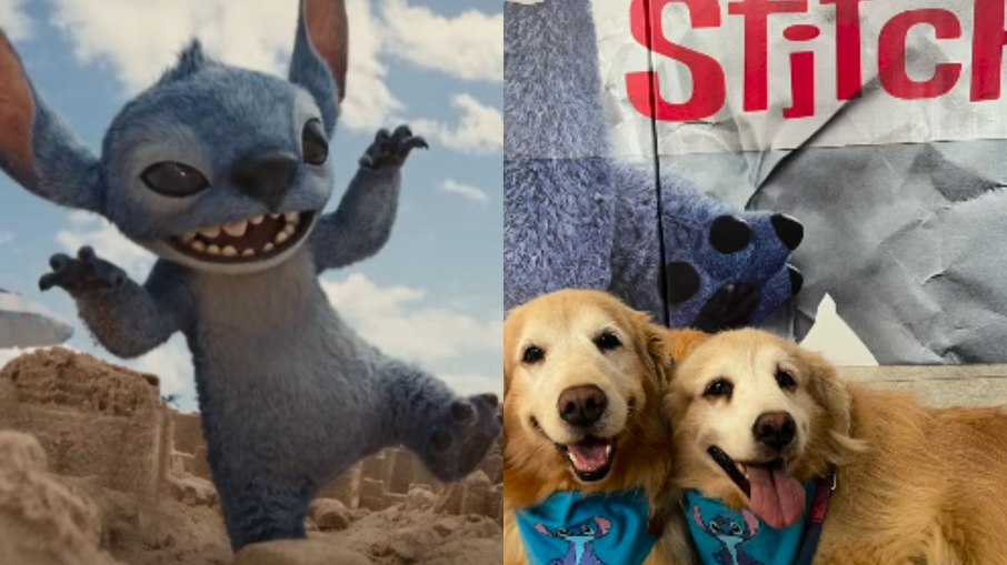Golden retrievers viralizam ao assistirem 'Lilo & Stitch' Golden retrievers viralizam ao assistirem 'Lilo & Stitch'