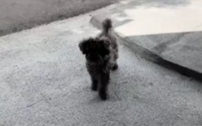 Cachorro finge estar com a pata machucada para ganhar carinho 4rg84udsmg3kne17vwgwbigeh