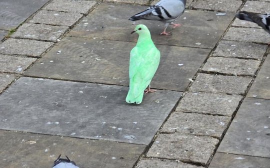 Pombo verde neon vira atração e causa alvoroço em praça