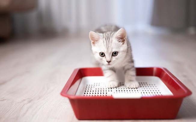 4 dicas para limpar a caixa de areia do gato corretamente