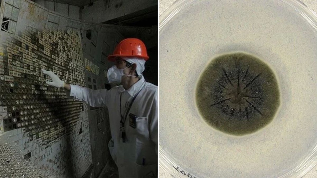 Hongo Radioactivo Fungo negro que se alimenta de radiação é descoberto em Chernobyl