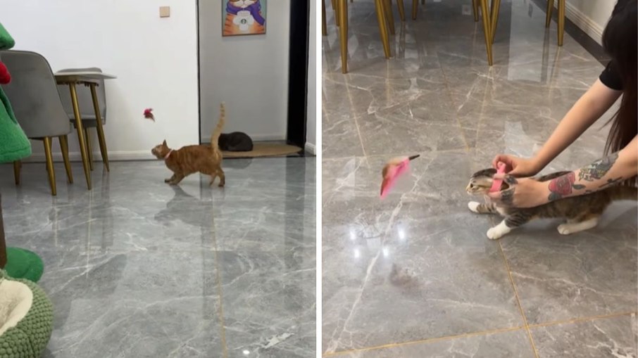 Coleira com brinquedo faz sucesso ao estimular gatos a se exercitarem Coleira com brinquedo faz sucesso ao estimular gatos a se exercitarem