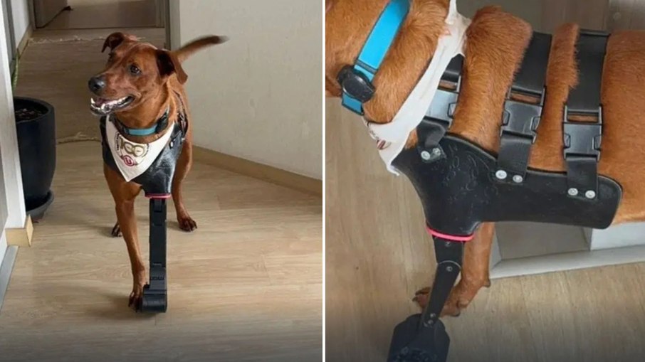 Impressão 3D devolve mobilidade a cães amputados