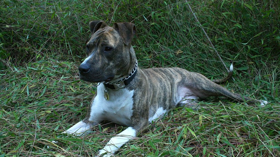 Pitbull