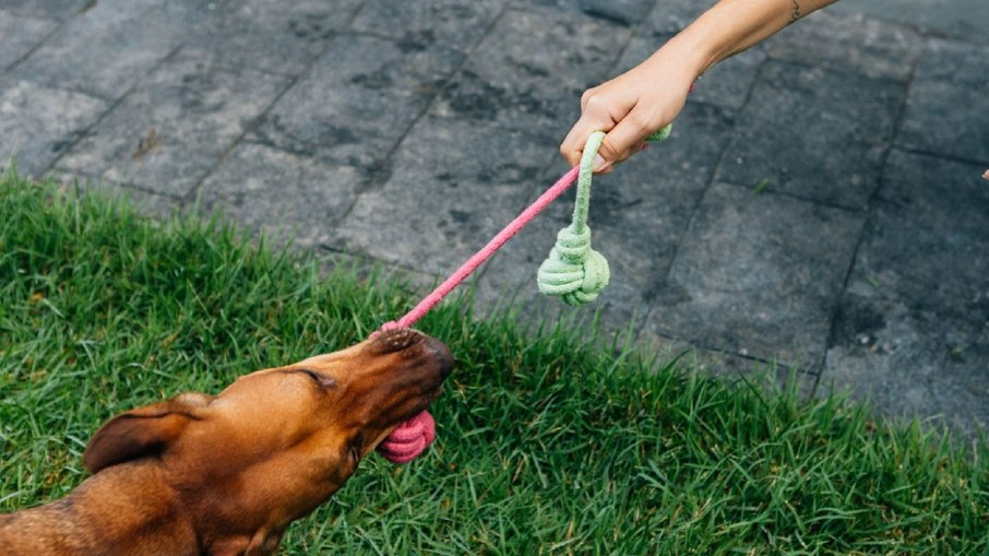 Cordas e mordedores ajudam o cachorro a gastar energia