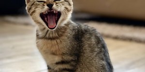 Colostro: alimento é importante nas primeiras horas de vida do animal
