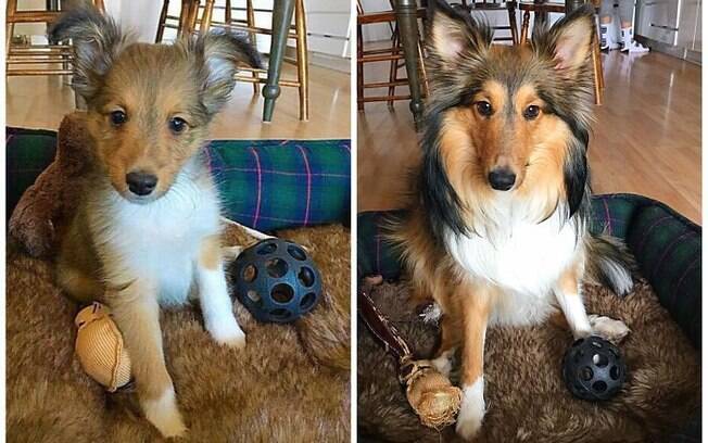 Donos compartilham lindas fotos para mostrar o antes e depois do crescimento de seus cachorros