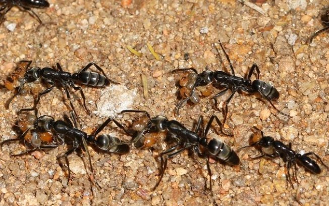 Formigas produzem substância para tratar as próprias feridas