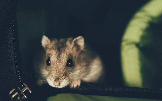 Hamsters adoram locais escuros, use essa tática
