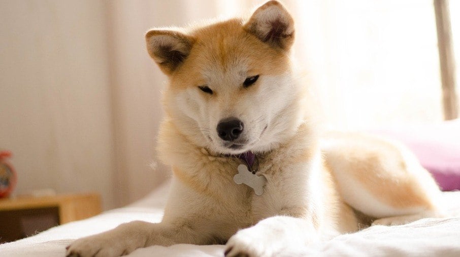 O Akita Inu é um cão gentil e muito leal aos tutores
