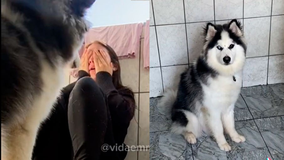 O cachorro Husky Siberiano é treinado para ser um cão de assistência
