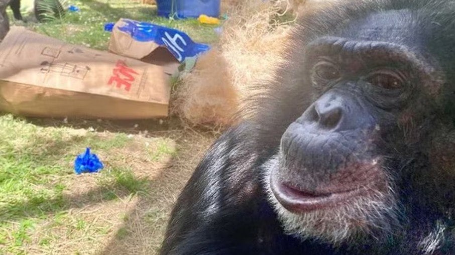 Bubbles, o chimpanzé amigo de Michael Jackson, vive no santuário Center for Great Apes, nos Estados Unidos. O local não é abeto para visitação do público