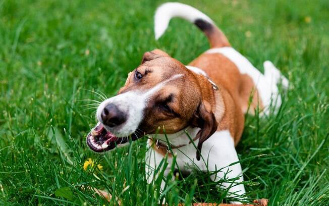 Comer grama em excesso pode ser perigoso para a saúde do seu pet. 