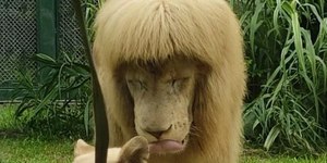 Leão "de franja" morre em zoológico chinês