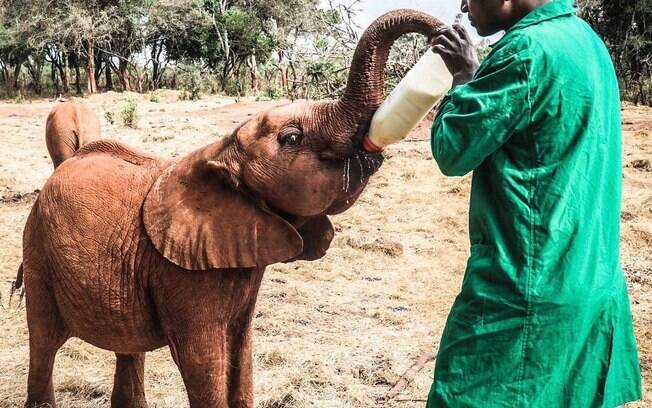 Elefante Maktao tomando leite