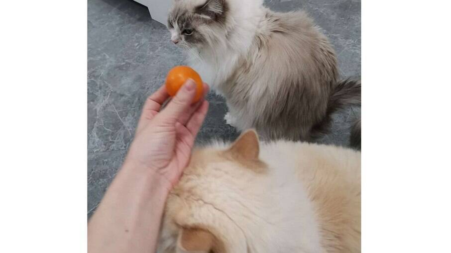Victor realmente não é um grande fã de tangerinas