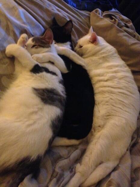 Dois filhotes e gato gordo
