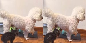 Cão encanta a web com reação inusitada ao encontrar gato