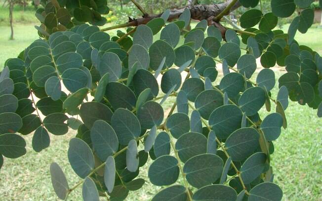 Folhas da árvore de barbatimão são medicinais e podem tratar diversos tipos de doença