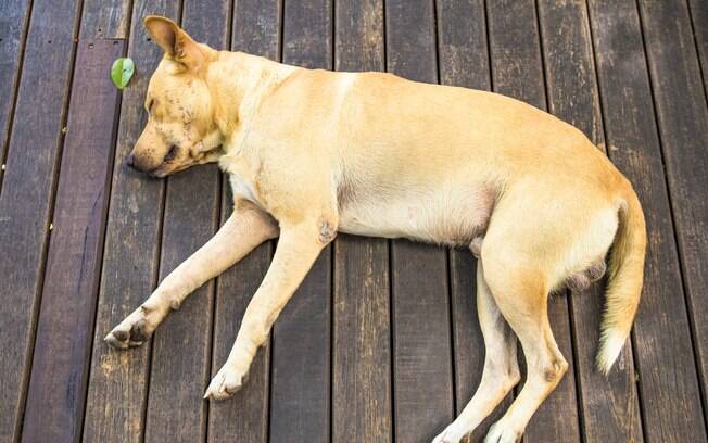 Um cão que sofreu politraumatismo pode não apresentar nenhuma disfunção séria a olho nu nas primeiras horas ou dias após o acidente