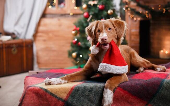 Os donos devem ter alguns cuidados com os cachorros durante a ceia de Natal
