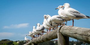Invasão das gaivotas incomoda moradores e turistas em Portugal