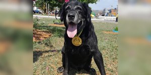 Zeca, cão de resgate de Brumadinho, morre aos 16 anos