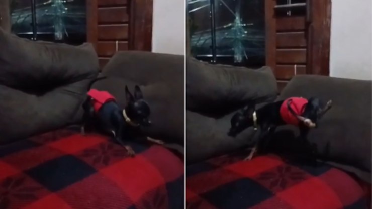 Pinscher fica revoltado após não conseguir fazer xixi no sofá