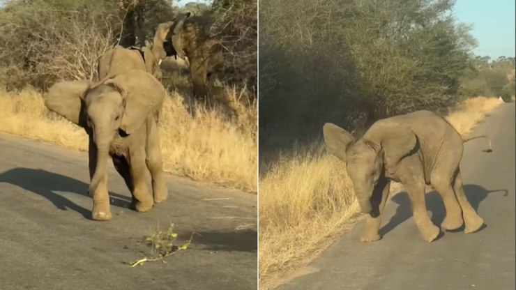 Filhote de elefante tropeça e fica envergonhado