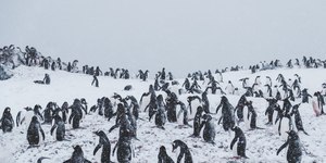 Tragédia: filhotes de pinguins morrem em massa