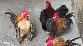 Jacaré atende ao chamado de crianças no Amazonas