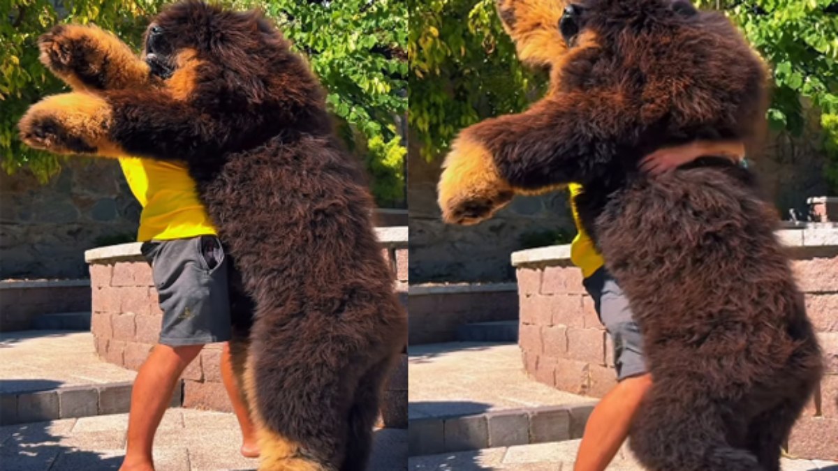 Cão da raça mastim tibetano Cão da raça mastim tibetano