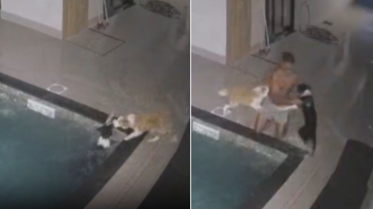 Amizade de quatro patas: cão herói salva amigo de afogamento