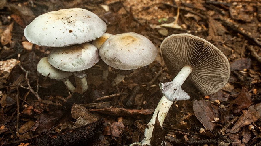 Psilocybe ochraceocentrata