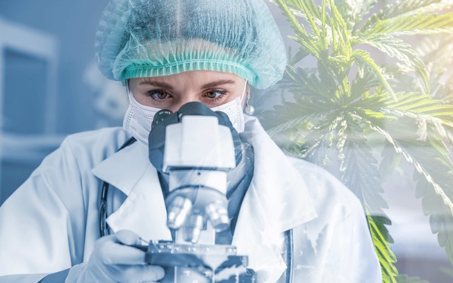 Acesso à Cannabis medicinal cresce e exige segurança