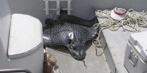 Mulher morre ao ser atingida no rosto por arraia gigante nos EUA